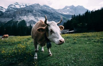 This farm uses a natural concept to care for cows