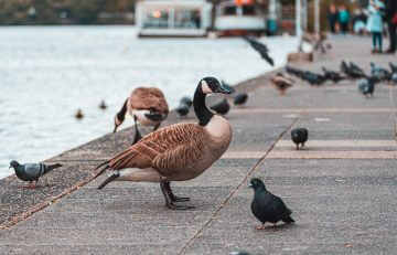 The 2 types of ducks are the rarest and hard to find today